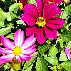 Flor