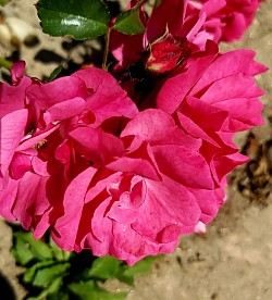 Flor