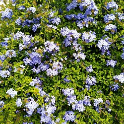 Flor