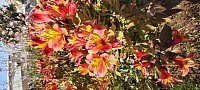 Flor
