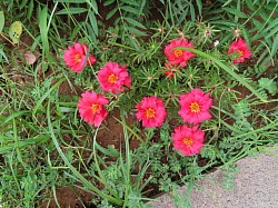 Flor