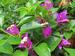 Flor