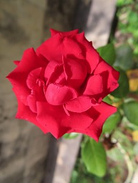 Flor